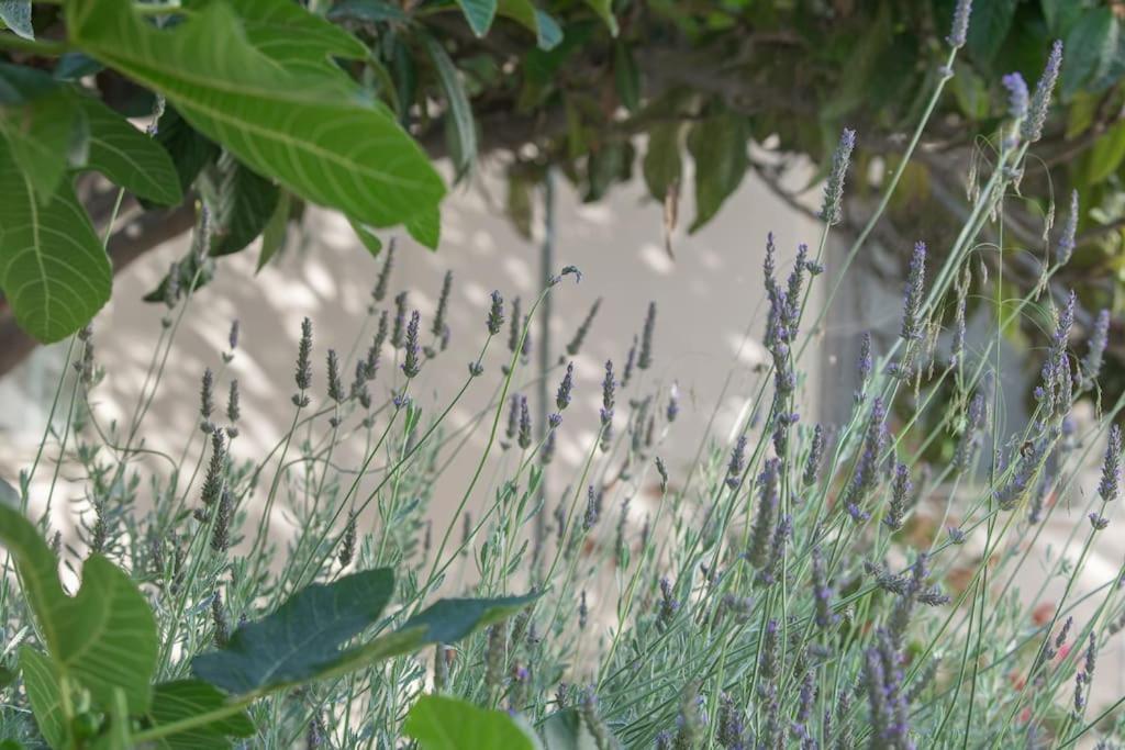 Ágios Nikólaos Mulberry Tree Villa מראה חיצוני תמונה